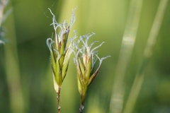 Anthoxanthum odoratum