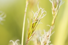 Anthoxanthum odoratum