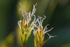 Anthoxanthum odoratum