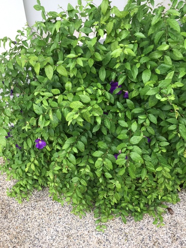 Thunbergia erecta