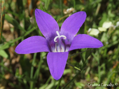 Campanula lusitanica lusitanica
