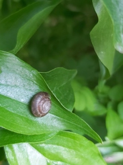 Trochulus striolatus
