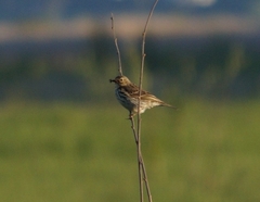 Anthus pratensis
