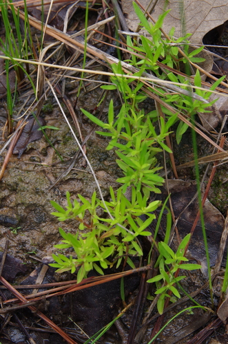 Image of Oldenlandia boscii by (c) Eric Knight, some rights reserved (CC BY)