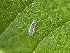 Alconeura dorsalis