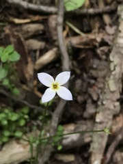 Houstonia caerulea