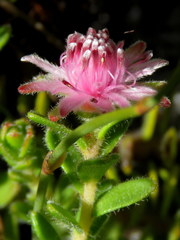 Diastella divaricata divaricata