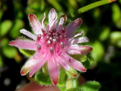 Diastella divaricata divaricata