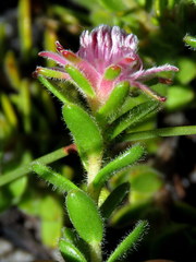 Diastella divaricata divaricata