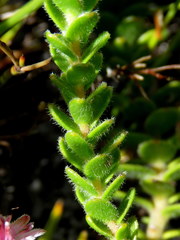 Diastella divaricata divaricata