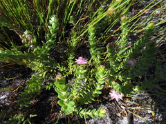 Diastella divaricata divaricata