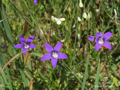 Campanula lusitanica lusitanica