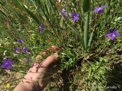 Campanula lusitanica lusitanica
