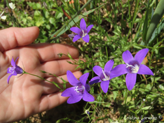 Campanula lusitanica lusitanica
