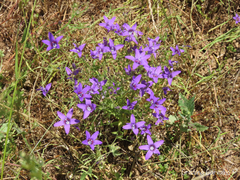 Campanula lusitanica lusitanica