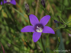 Campanula lusitanica lusitanica