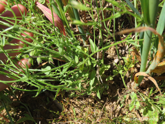 Campanula lusitanica lusitanica