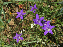 Campanula lusitanica lusitanica