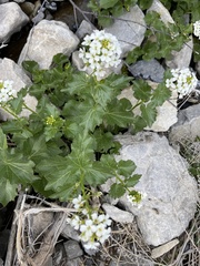 Cardamine cordifolia