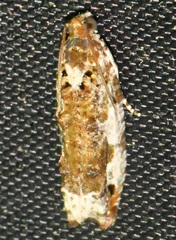 Proteoteras naracana
