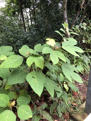 Ficus grossularioides