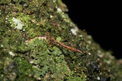 Ploiaria antipodum