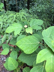 Ficus grossularioides