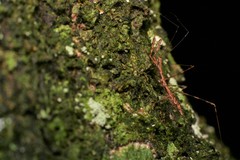 Ploiaria antipodum