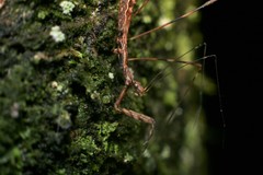 Ploiaria antipodum