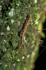 Ploiaria antipodum