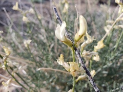 Astragalus pachypus