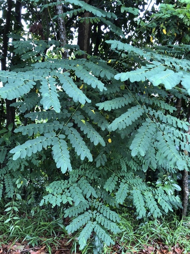 Adenanthera pavonina