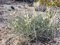 Astragalus pachypus