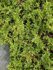 Juniperus