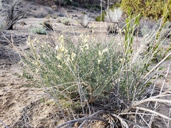 Astragalus pachypus