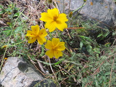 Bidens ocellata
