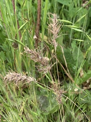 Poa bulbosa vivipara