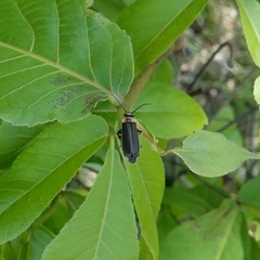Podabrus brevicollis