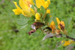 Ectobius erythronotus