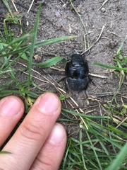 Lethrus apterus