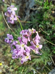 Matthiola perennis