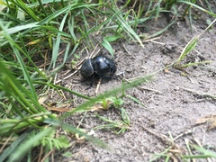 Lethrus apterus