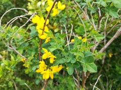 Cytisophyllum sessilifolium