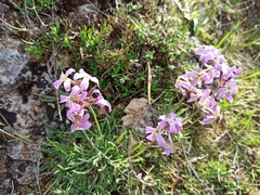 Matthiola perennis