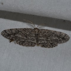 Hypomecis umbrosaria