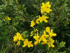 Cytisophyllum sessilifolium
