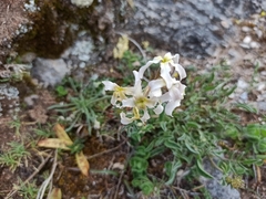 Matthiola perennis