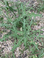 Lactuca tatarica