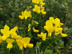 Cytisophyllum sessilifolium