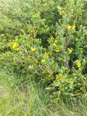 Cytisophyllum sessilifolium